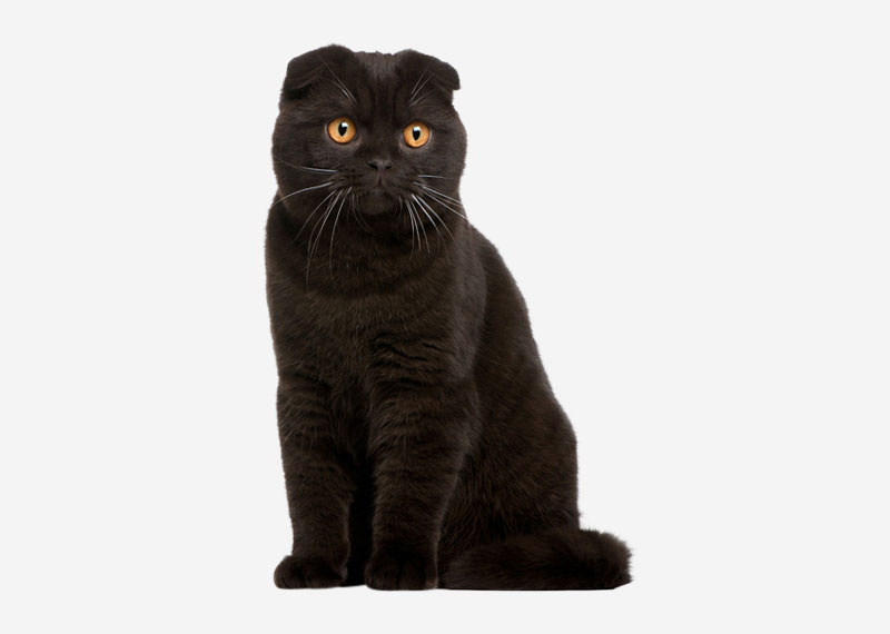 black cat breeds