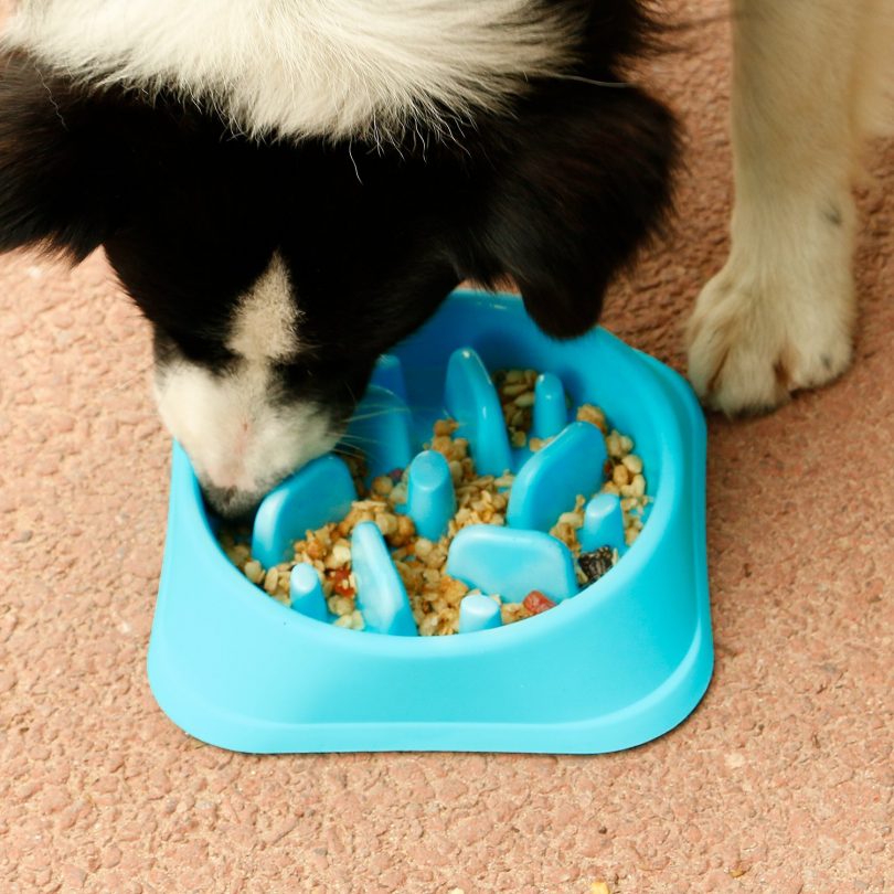 The Best Slow Feeder Dog Bowl To Buy In February 2020