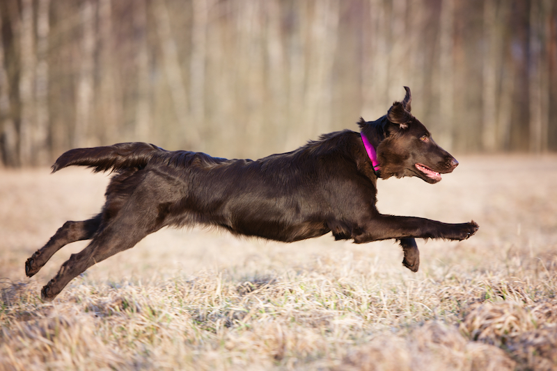best hunting dogs