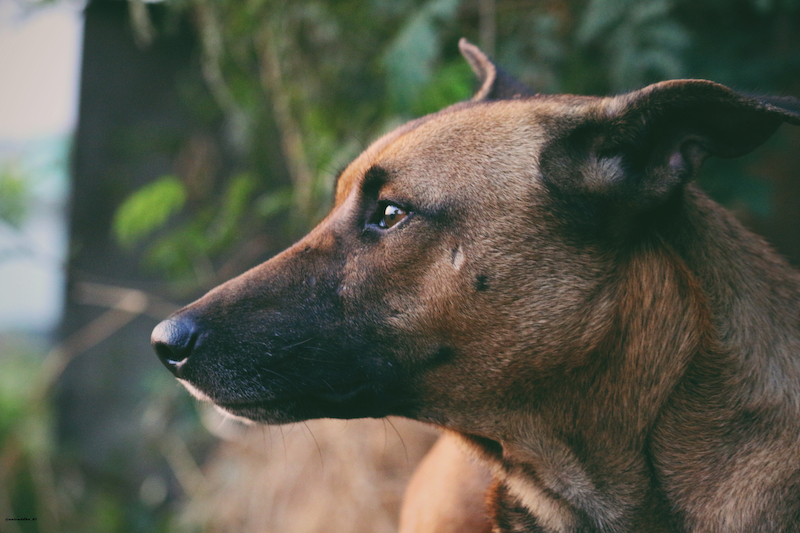 hunting dog breed
