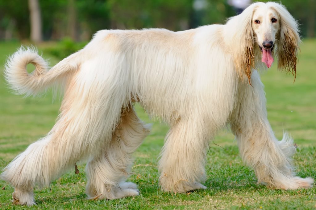 large dog breeds