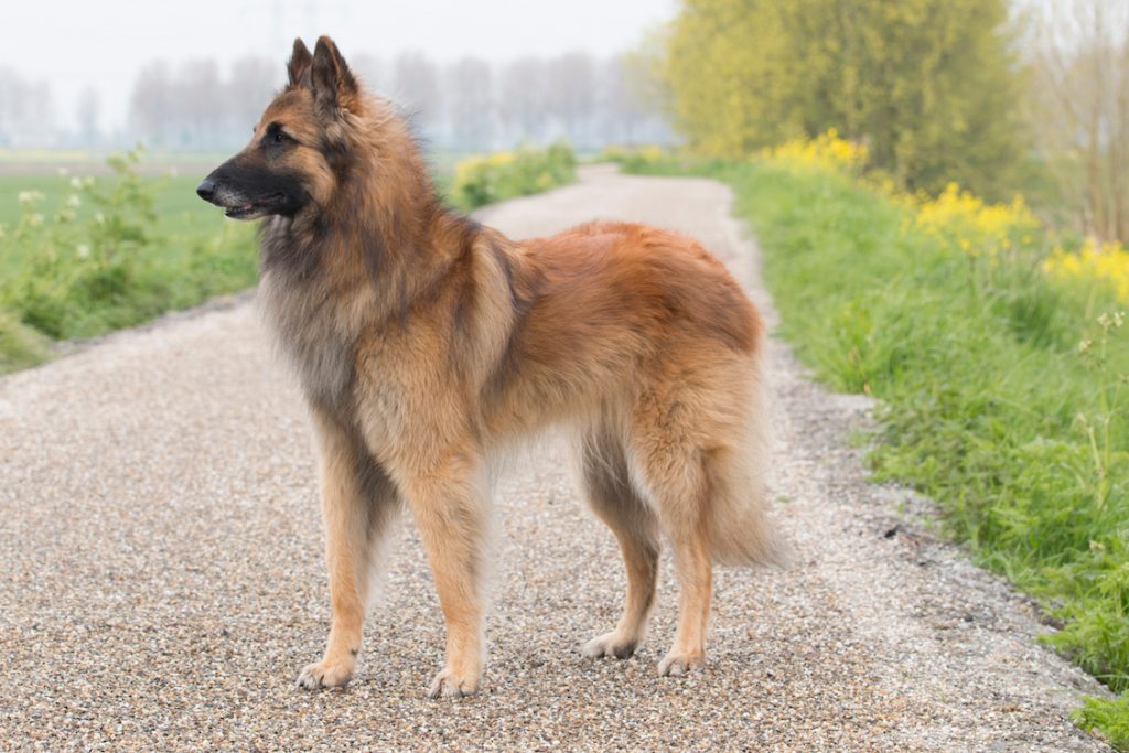 large dog breed