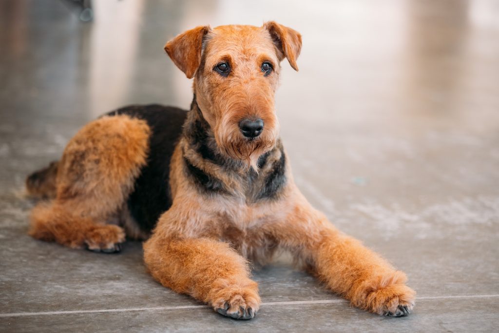 large dog breed