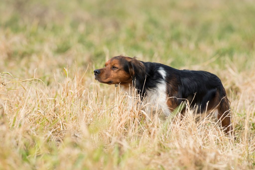 hunting dog breeds